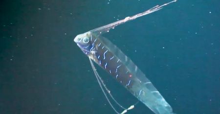 Ryba zagłady inspiracją dla cichych robotów do monitorowania oceanów