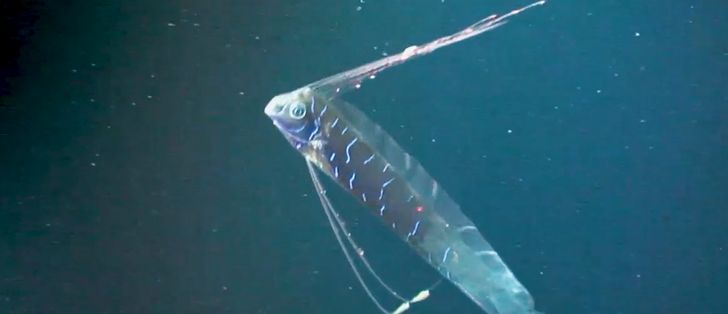 Ryba zagłady inspiracją dla cichych robotów do monitorowania oceanów