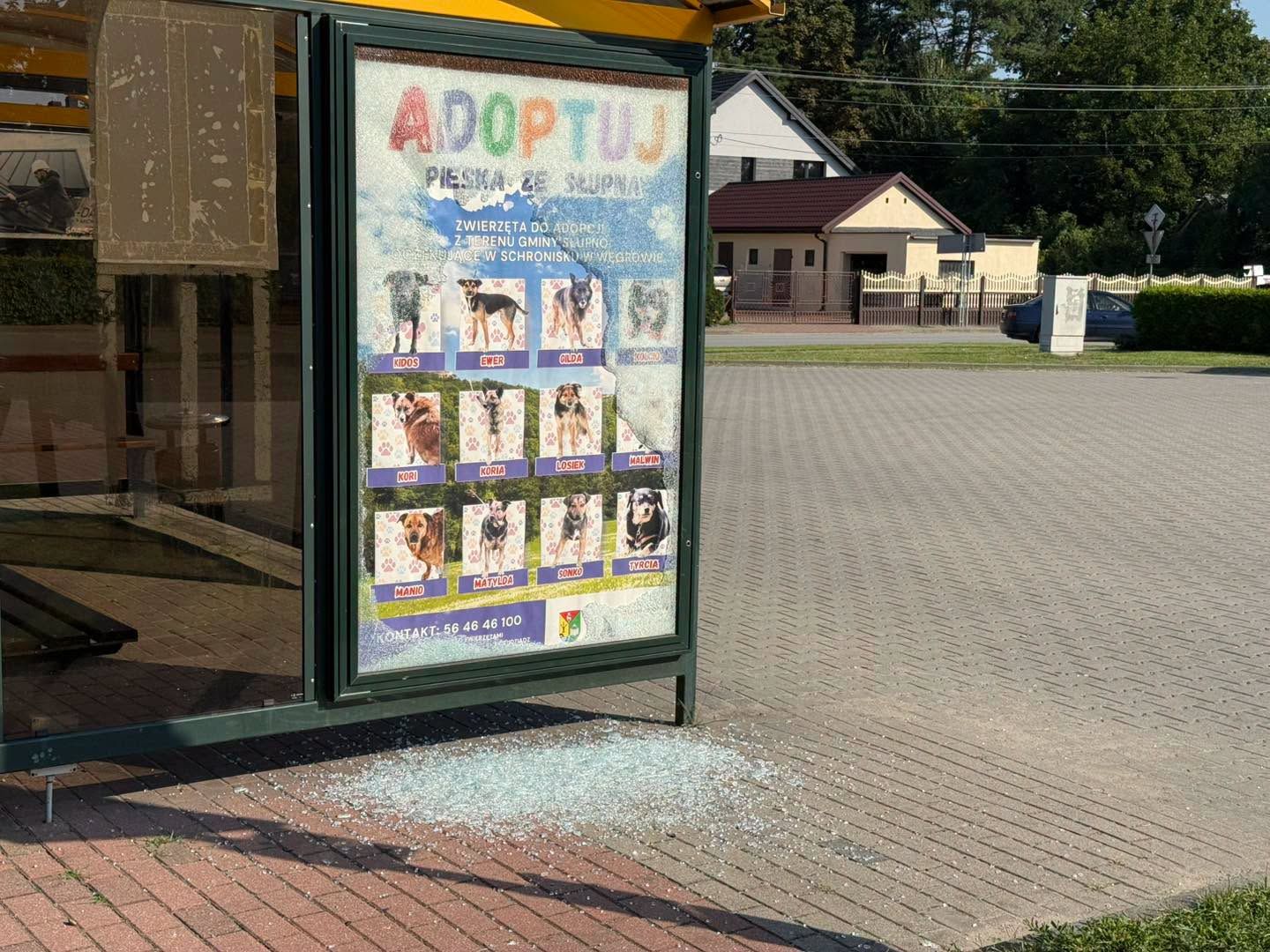 Rozbita szyba na przystanku autobusowym 