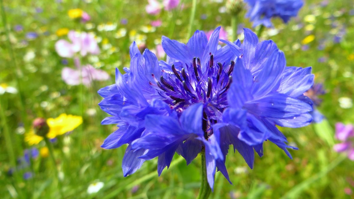Close-Up Of Blue Flower Blooming Outdoors
Antoon Loams / EyeEm
Beauty In Nature, Blooming, Blue, Close-Up, Cornflower, Day, Flower, Focus On Foreground, Fragility, Freshness, Growth, Nature, No People, Outdoors, Petal, Harskamp, Netherlands