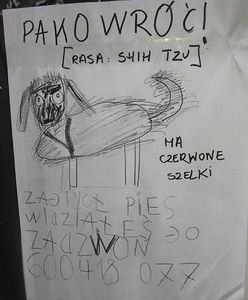 Znalazł się Pako - pies z dziecięcego obrazka. 6-latka z Krakowa poruszyła tysiące internautów