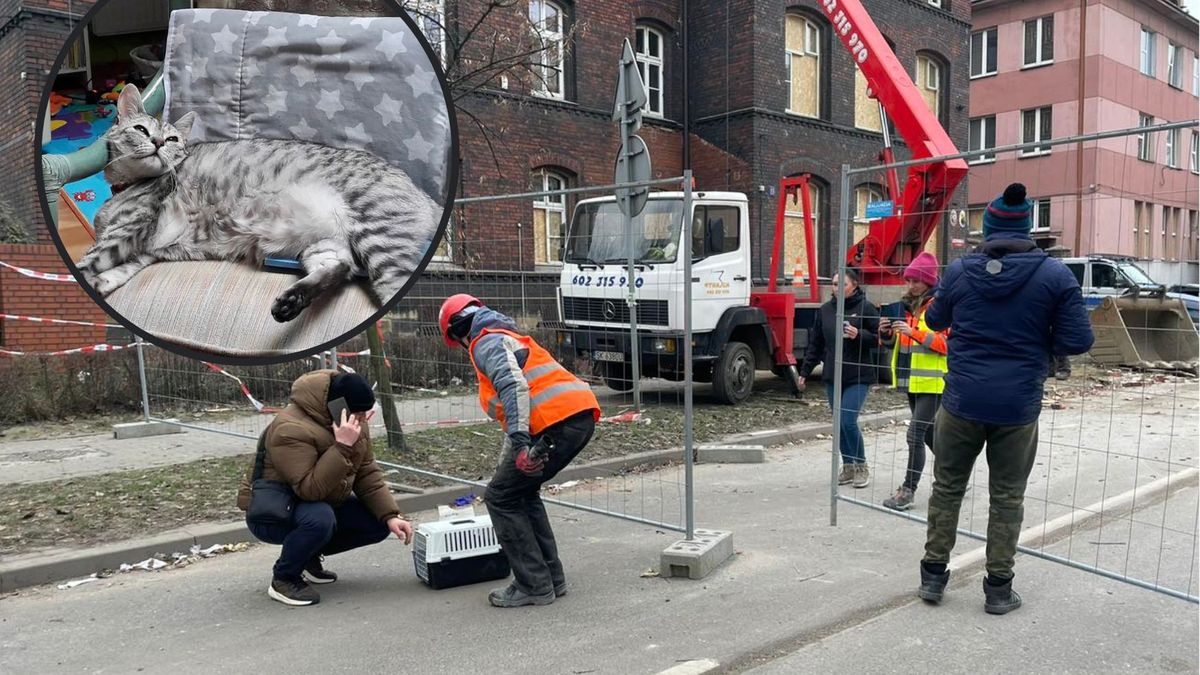 Po wybuchu w katowickiej kamienicy trwają poszukiwania drugiego z zaginionych kotów
