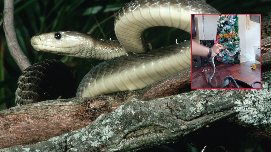 Czarna mamba znaleziona pod choinką