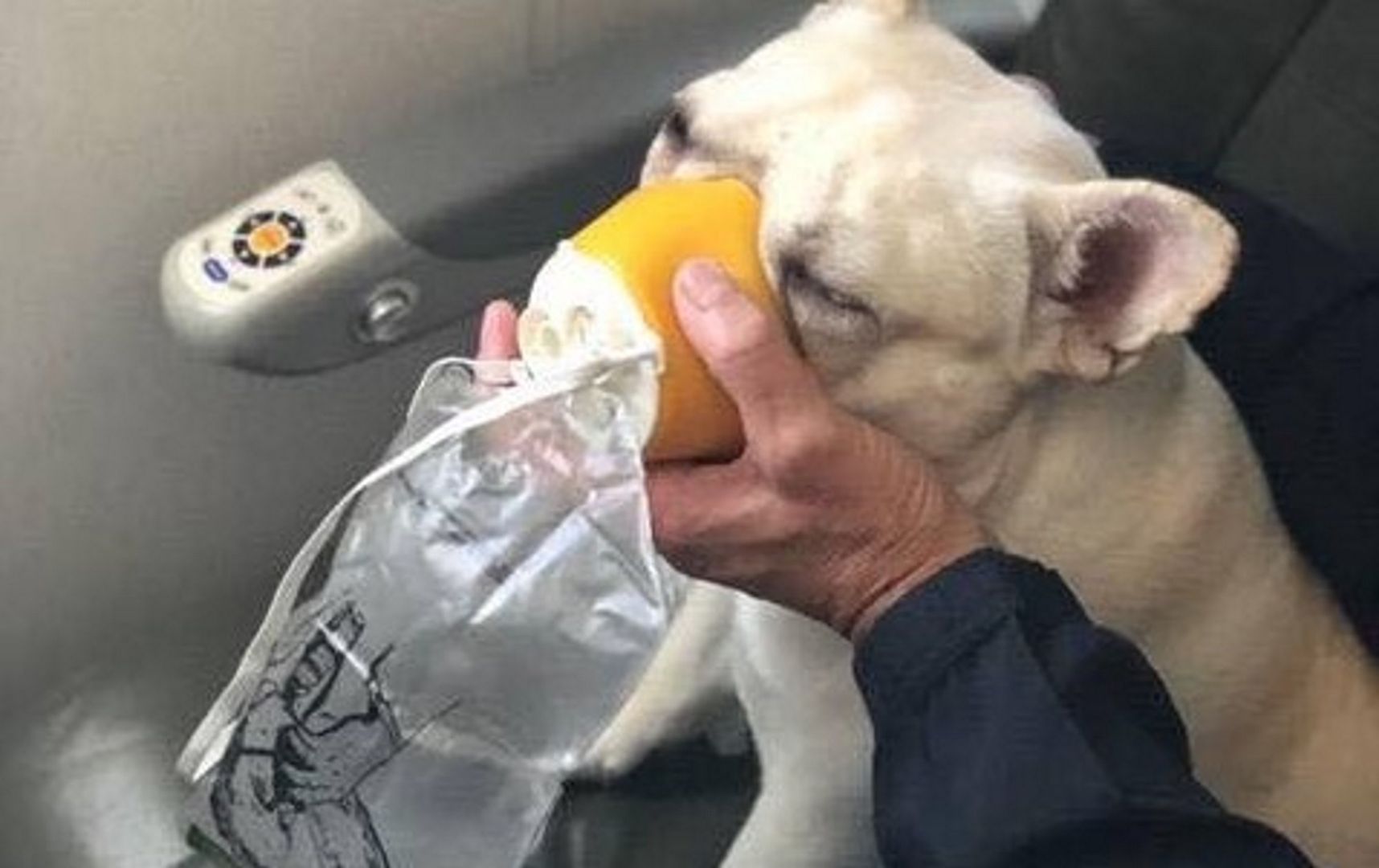 Cud na pokładzie samolotu. Załoga uratowała życie psa