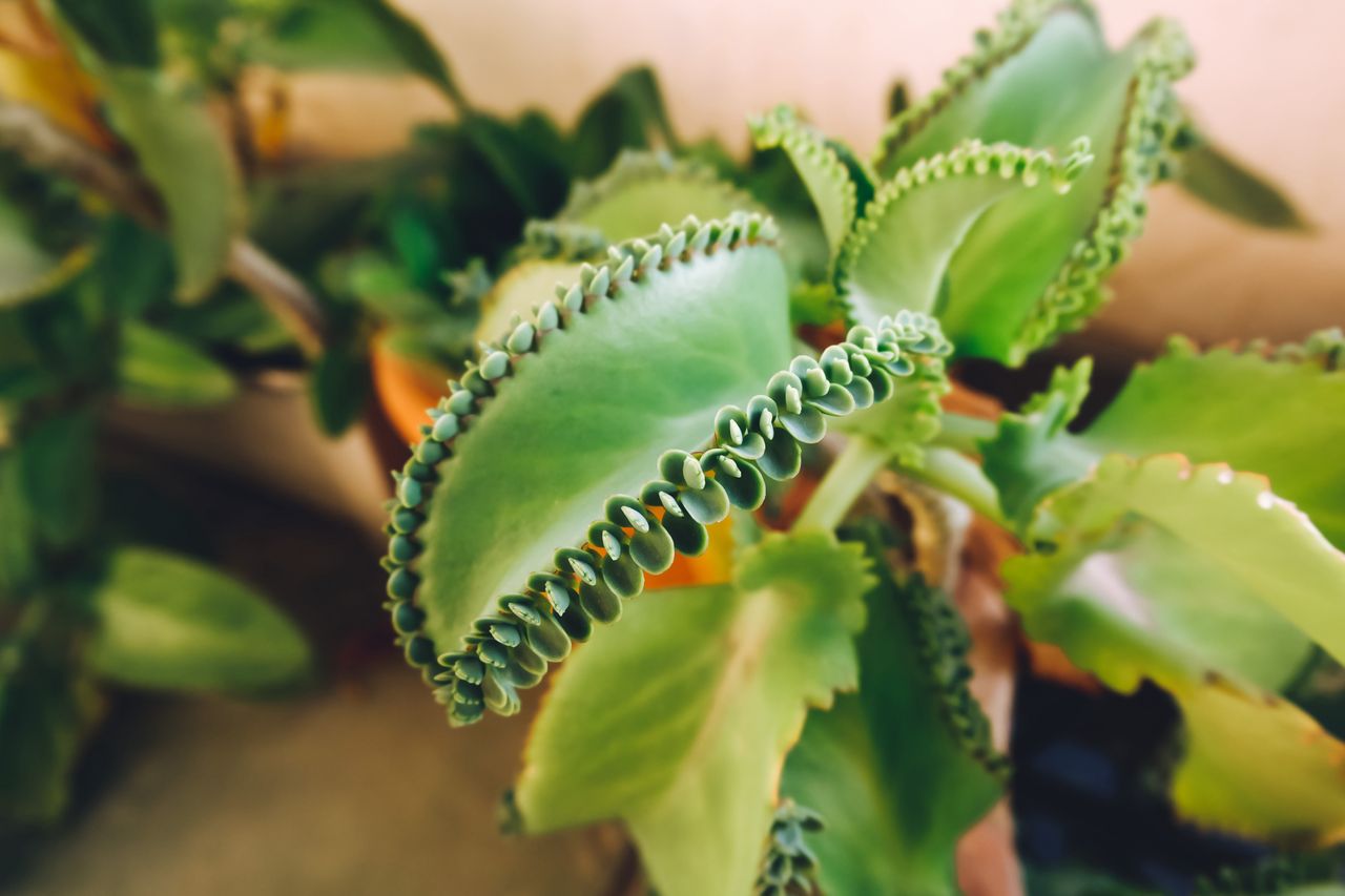 How to care for a kalanchoe?