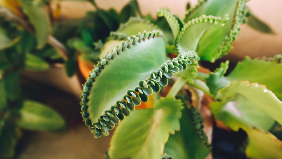 Jak pielęgnować żyworódkę?