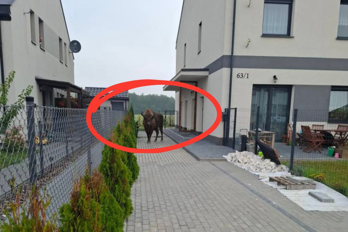 Żubr uciekł z prywatnej zagrody. Błąkał się po wsi