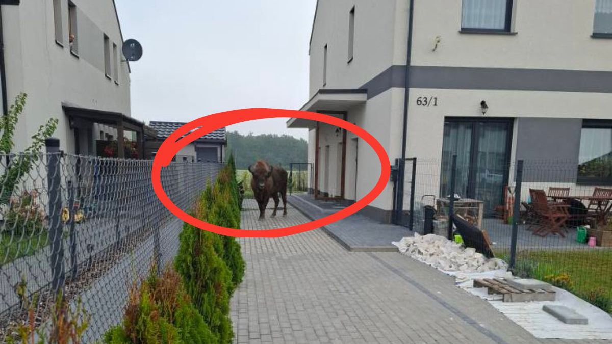 Żubr wśród domów. Nietypowe spotkanie w Tulcach
