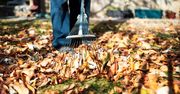 Liście z drzewa sąsiada zalegają na twojej działce? Przepisy są jasne