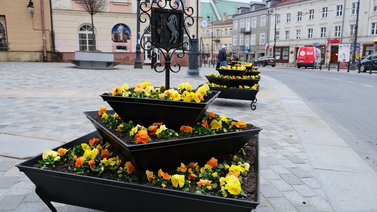 Bratki w nowych donicach przed Bramą Krakowską w Lublinie
