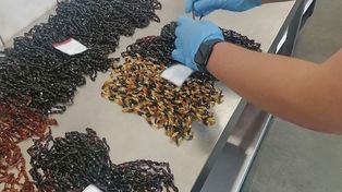 Przemycali bursztyn do Polski. Wpadli podczas przekraczania granicy