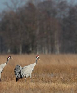 Są jedną z oznak wiosny. Z każdym rokiem jest ich w Polsce coraz więcej
