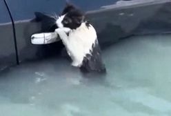 Kot wisiał na klamce od auta. Powódź błyskawiczna w Dubaju