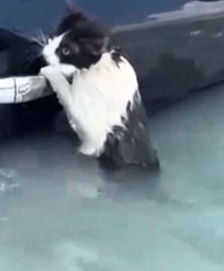 Kot wisiał na klamce od auta. Powódź błyskawiczna w Dubaju