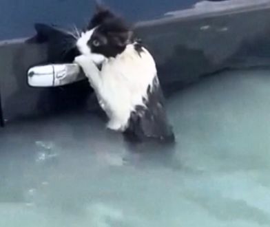 Kot wisiał na klamce od auta. Powódź błyskawiczna w Dubaju