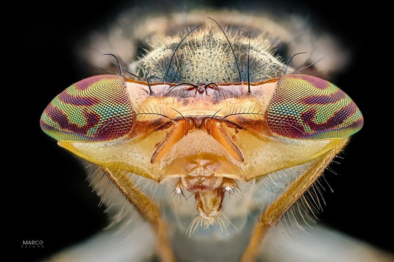 Ekstremalne zbliżenia oczu owadów to już wyższy poziom makrofotografii
