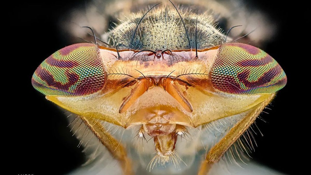 Ekstremalne zbliżenia oczu owadów to już wyższy poziom makrofotografii 1