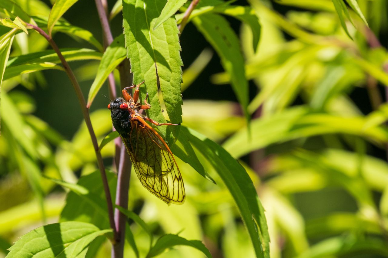 Large insects can be up to 110 mm in body length and nearly 200 mm in wingspan.