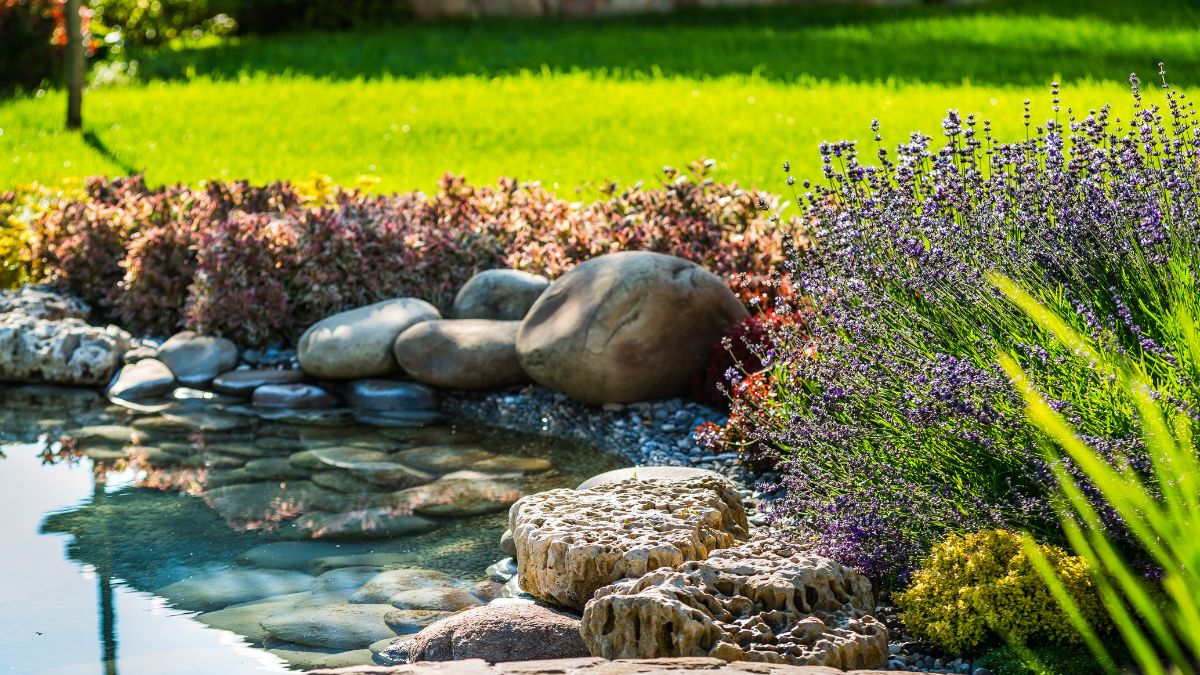 Sałata wodna znalazła się na liście inwazyjnych gatunków obcych