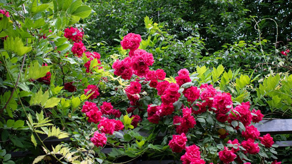 kwiat, charakter, różowy, lato, flora, kwiatowy, ogrodnictwo, busz, park, naturalny, kwitnienie, beuty, barwnie