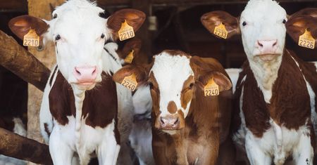 Jak hodowla zwierząt wpływa na środowisko naturalne?