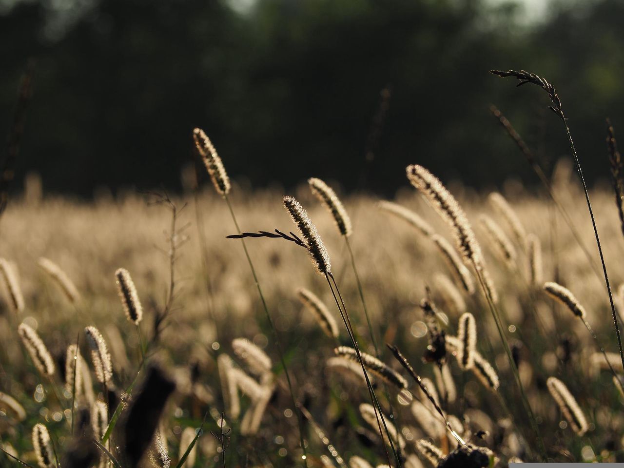 Grzmiąca: Święto plonów. Różanecznik, czyli świetna zabawa dożynkowa