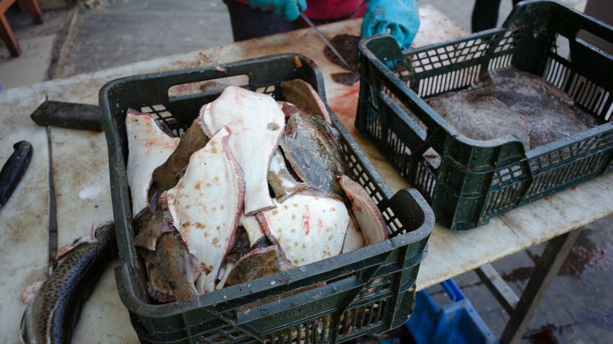 Polskie wybrze?e Andrzej Zbraniecki
Fot. Andrzej Zbraniecki / East News, Chopy 27.05.2022
  Chlopy ? nadmorska wies letniskowa w polnocno-zachodniej Polsce, na Wybrzezu Slowinskim, polozona w woj. zachodniopomorskim, w powiecie koszalinskim, w gminie Mielno.N/z:Port rybacki
Andrzej Zbraniecki