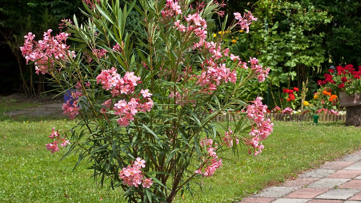 Oleander