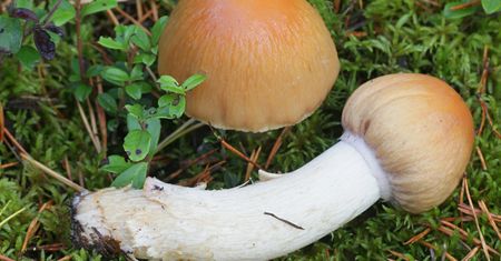 Nazwa bawi, smak zachwyca, a sezon trwa. Robię z tego grzyba najlepszą zupę