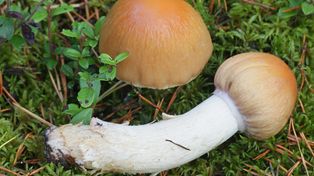 Nazwa bawi, smak zachwyca, a sezon trwa. Robię z tego grzyba najlepszą zupę