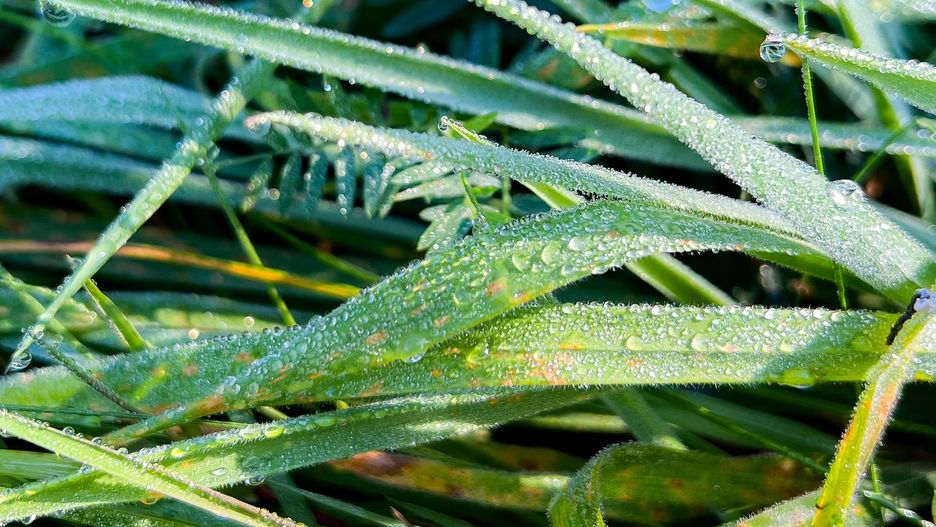 pogoda natura jesień las rosa poranek