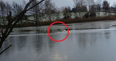 Łabędzie przymarzły do lodu. Akcja ratunkowa strażaków