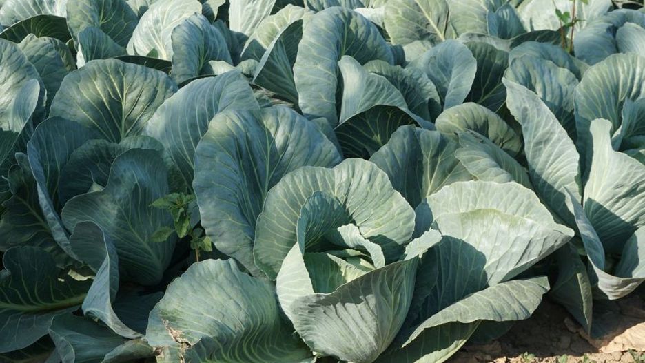 Śmietka kapuściana atakuje plantacje kapusty głowiastej