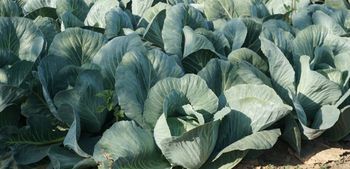 Śmietka kapuściana atakuje plantacje kapusty głowiastej