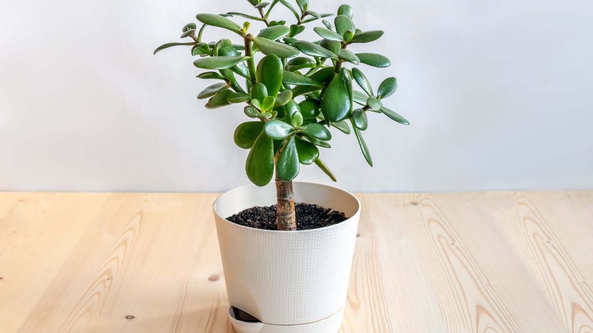 Jak dbać o drzewko szczęścia? Zrób mu zabieg regeneracyjny