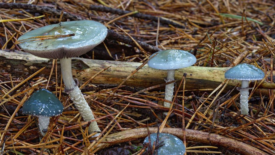 Pierścieniak grynszpanowy. Niebieski grzyb pospolicie występujący w Polsce