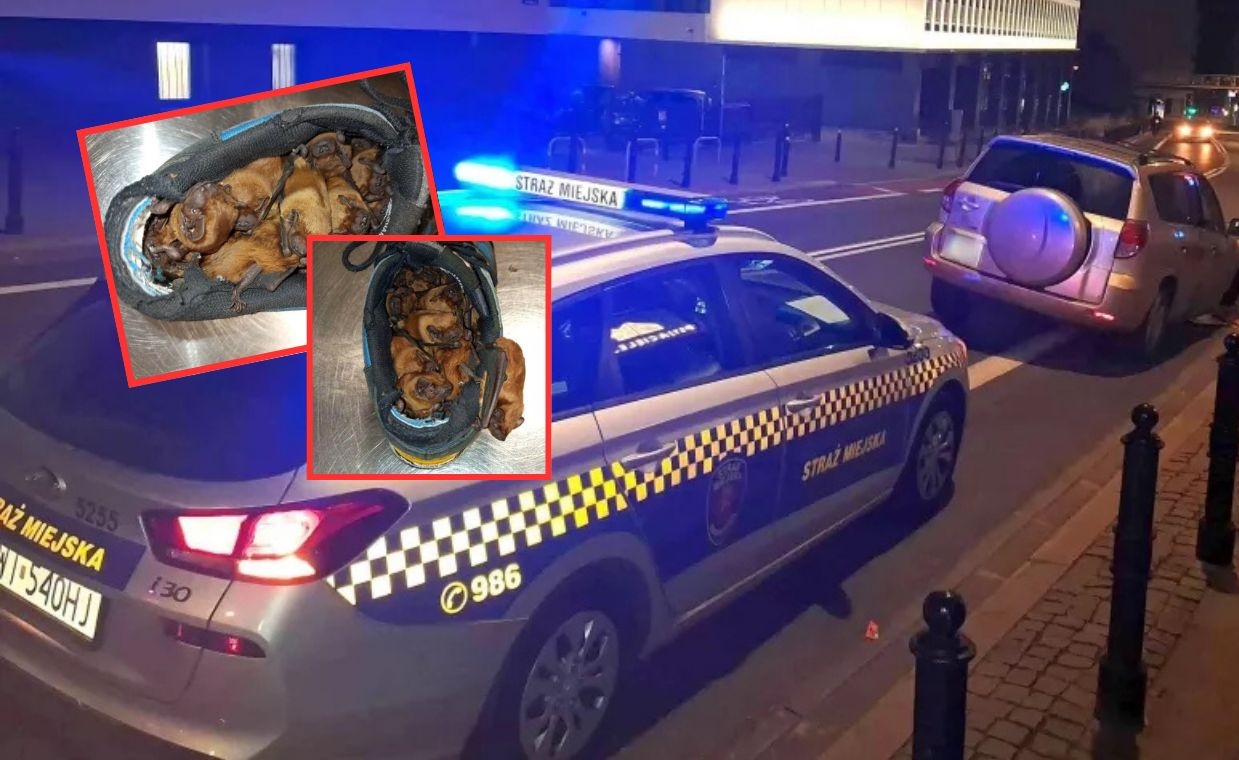 Zaskakujące znalezisko. Stado nietoperzy mieszkało w sportowych butach