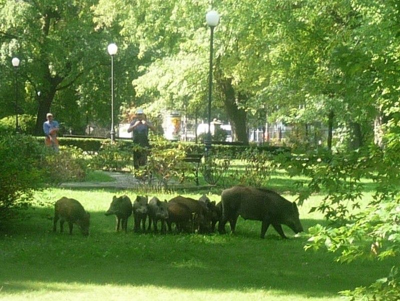 Wataha dzików przyszła na żoliborski plac zabaw