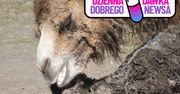 Śląskie Zoo świętuje narodziny wielbłąda. Maluch już na wybiegu w Parku Śląskim