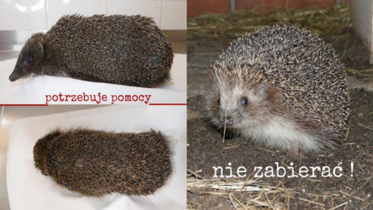 Widzisz jeża, który jest chory lub osłabiony? Wyjaśniamy, co należy zrobić