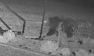 Przy samym płocie. Nocne nagranie. Aż włos się jeży