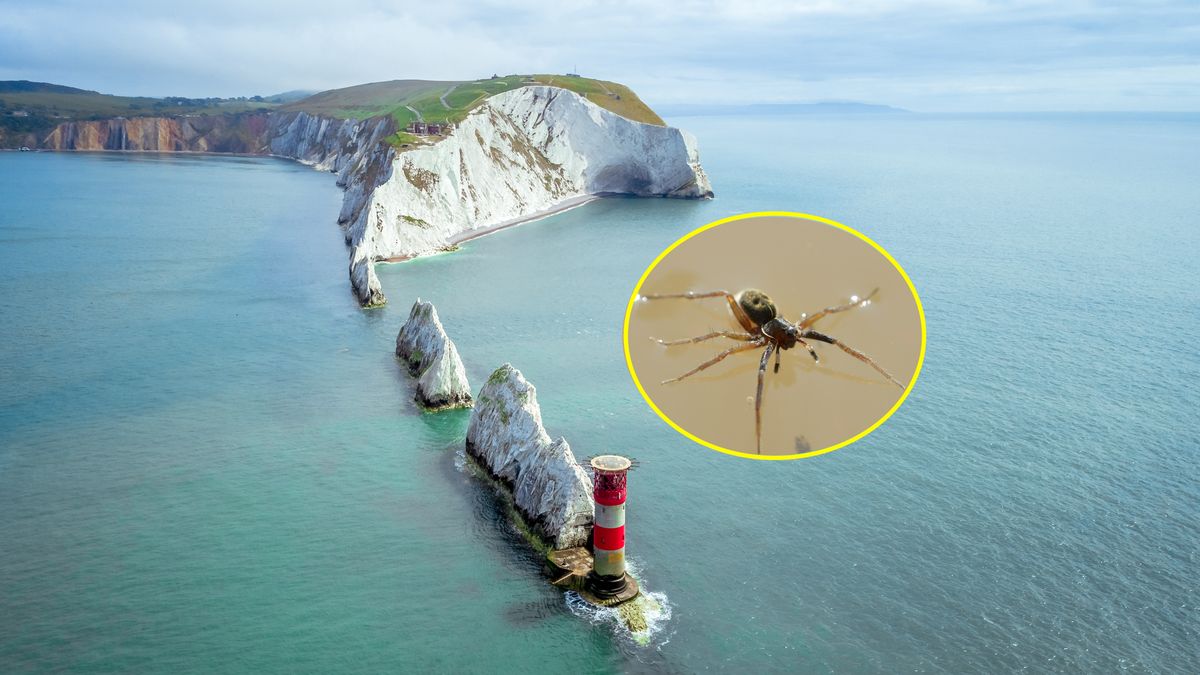 Pająk z gatunku Aulonia albimana odnalazł się na wyspie