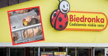 Szok w Biedronce. Mysz zajadała drożdżówkę. Od razu chwycił za telefon
