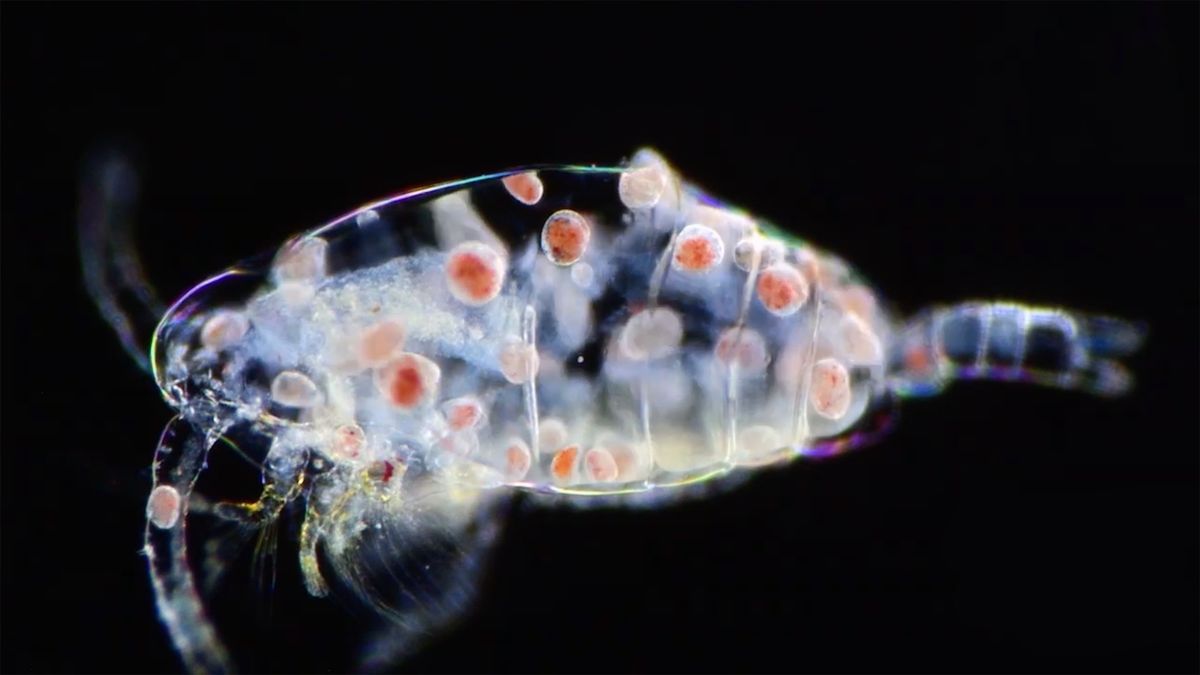 Niesamowite filmy makro z konkursu Nikon Small World 1