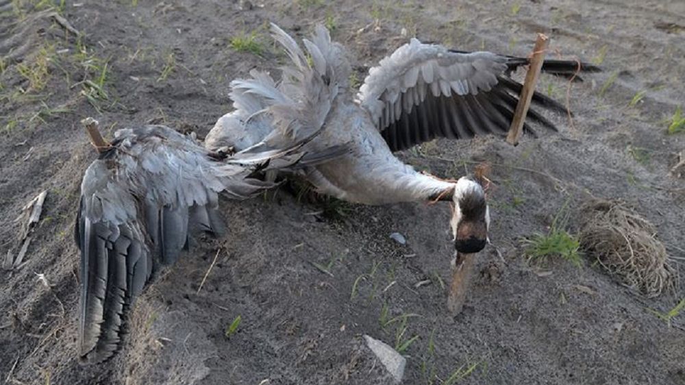 Mazowieckie. Ktoś w bestialski sposób zabił żurawia
