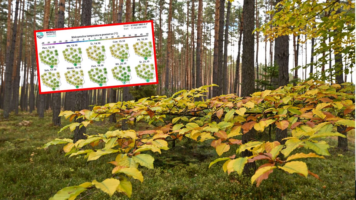 Są nowe prognozy
