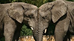 Infradźwięki - źródła, zastosowanie, wpływ na organizm człowieka