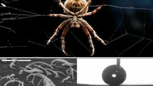 Hydrofobowe powierzchnie wzorowane na pajęczych włoskach 1