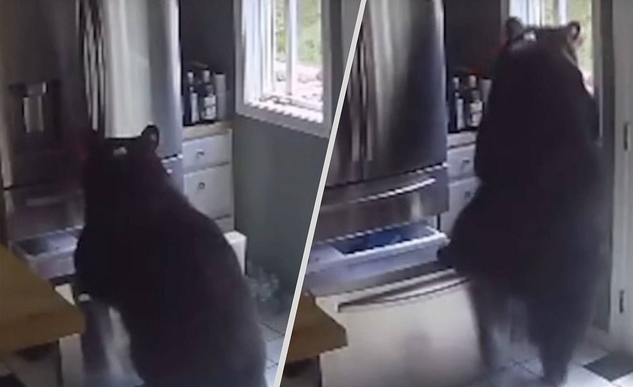 Bear pulls out a cold lasagna from the fridge.