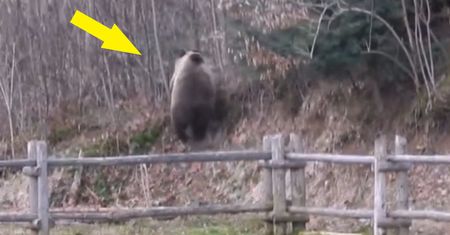 Bieszczadzkie niedźwiedzie w akcji. Leśnicy apelują